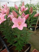 [5342 Monsano VH No02.JPG]